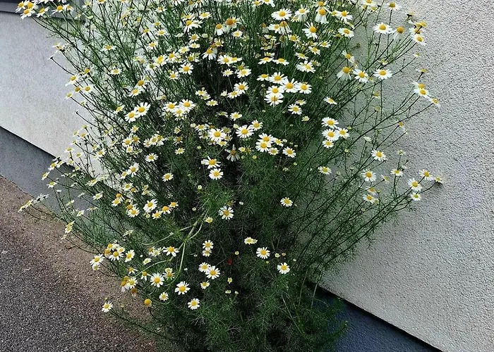 بيت ريفي Prinz